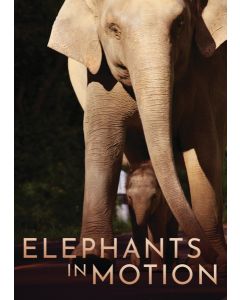 ELEPHANTS IN MOTION (DVD)